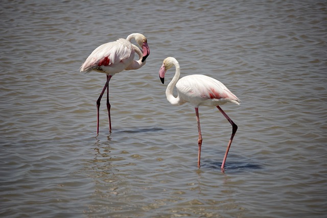 Joyerías En Deltebre