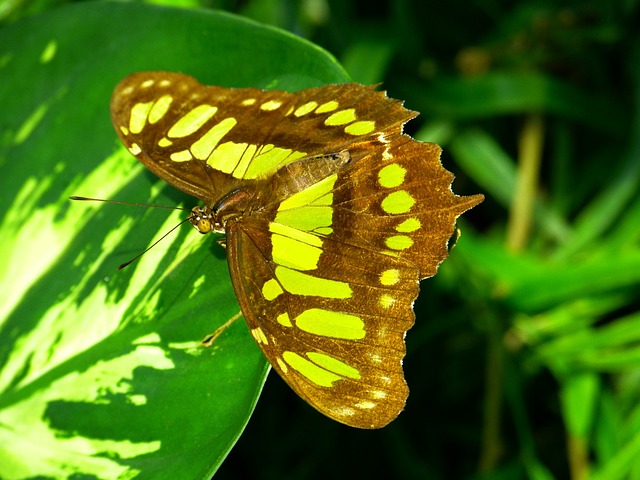 Joieria Victorine Compra Venda De Joies