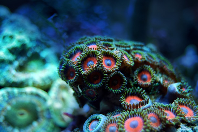 Platería Coral